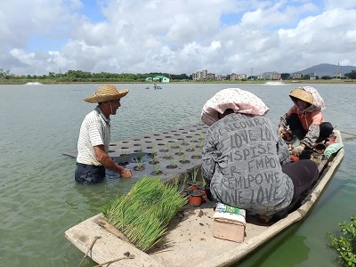 为“鱼塘种稻”科学实验监测水质，助力镇农业生态种养项目发展